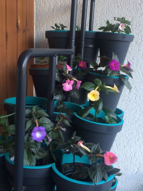 28.07.2018 - Achimenes 2018