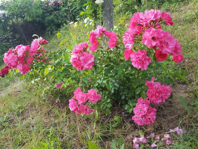  - Werner - Heidetraum Rose