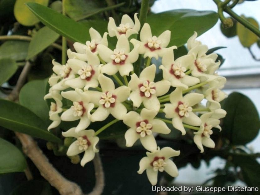 Hoya_australis_19080_l - de vânzare acum