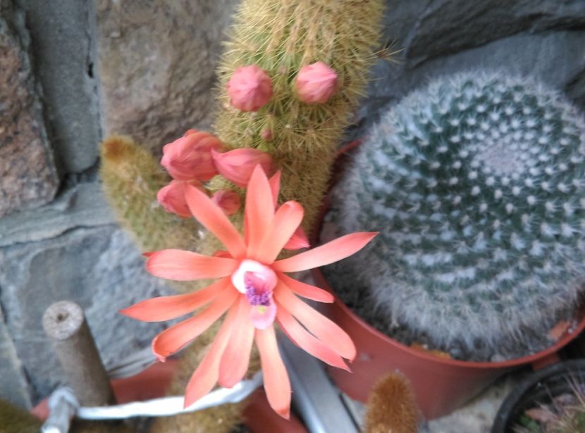  - Cactusi si suculente 2018