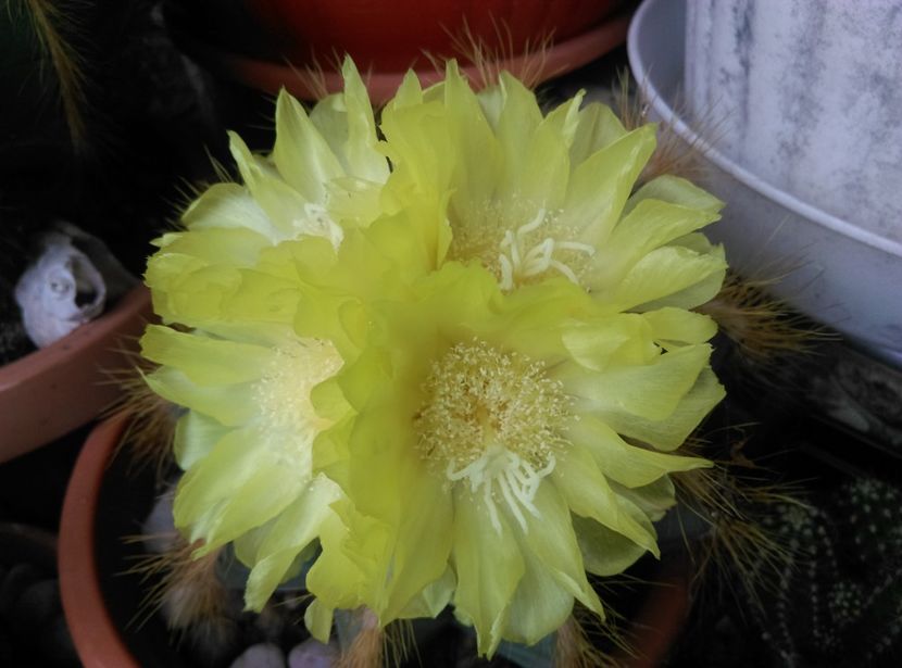  - Cactusi si suculente 2018