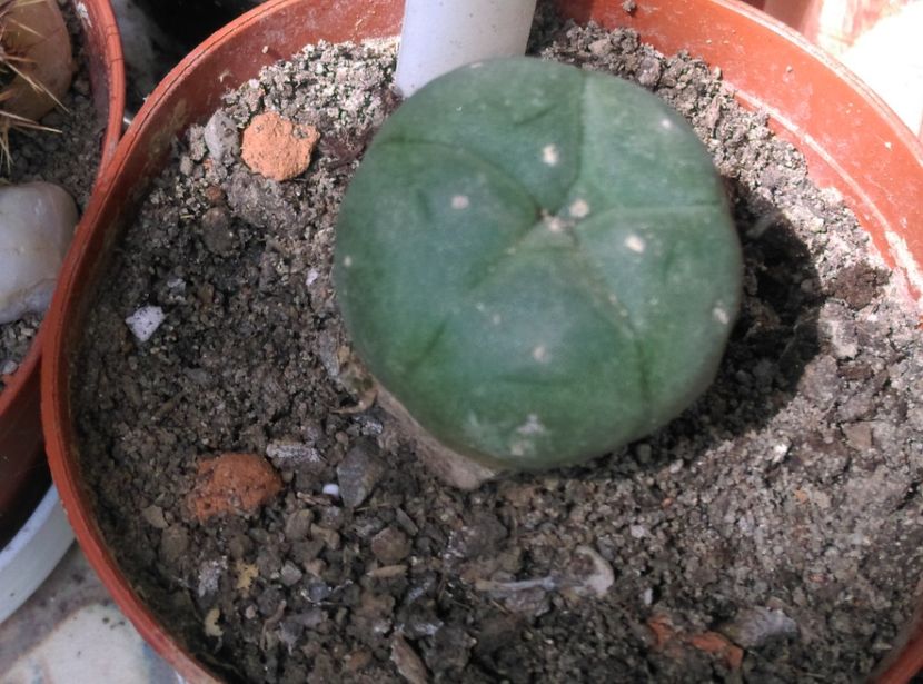  - Cactusi si suculente 2018