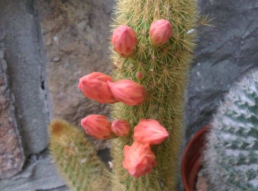  - Cactusi si suculente 2018