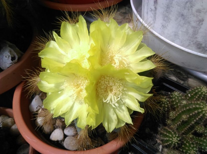  - Cactusi si suculente 2018