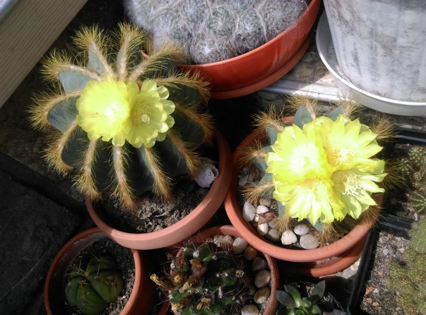 - Cactusi si suculente 2018