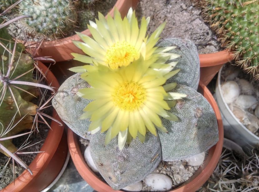  - Cactusi si suculente 2018
