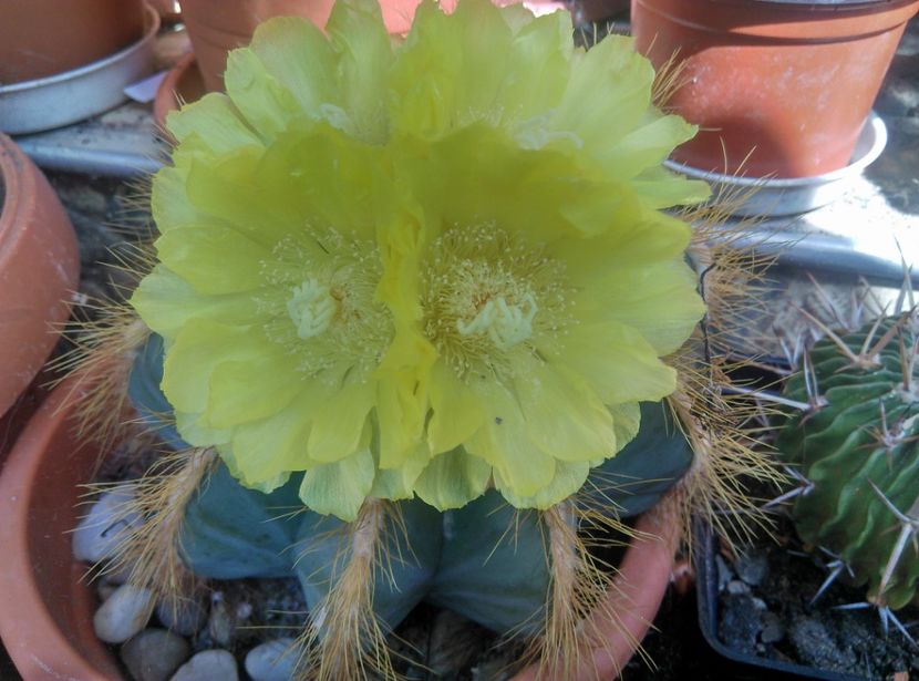  - Cactusi si suculente 2018