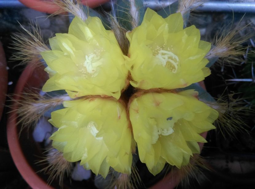  - Cactusi si suculente 2018