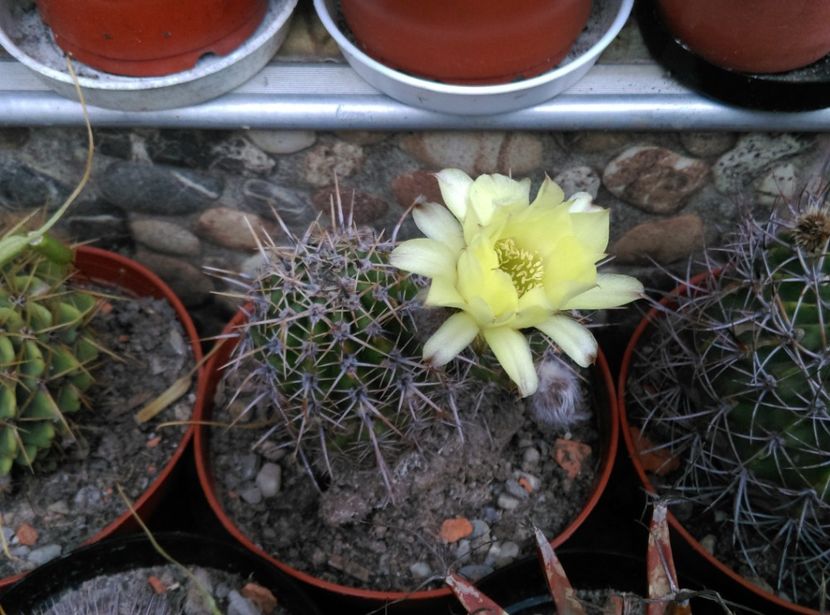  - Cactusi si suculente 2018