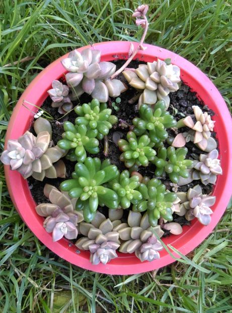 - Cactusi si suculente 2018