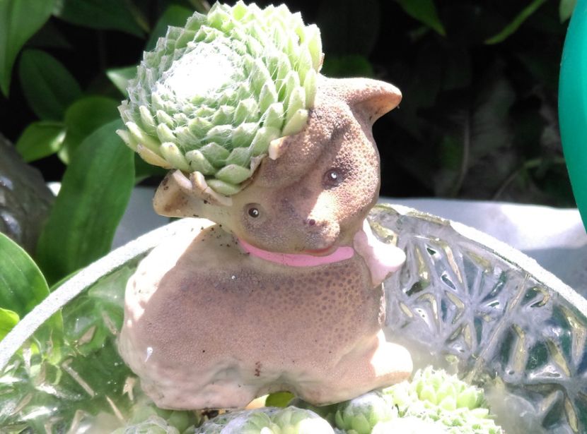  - Cactusi si suculente 2018