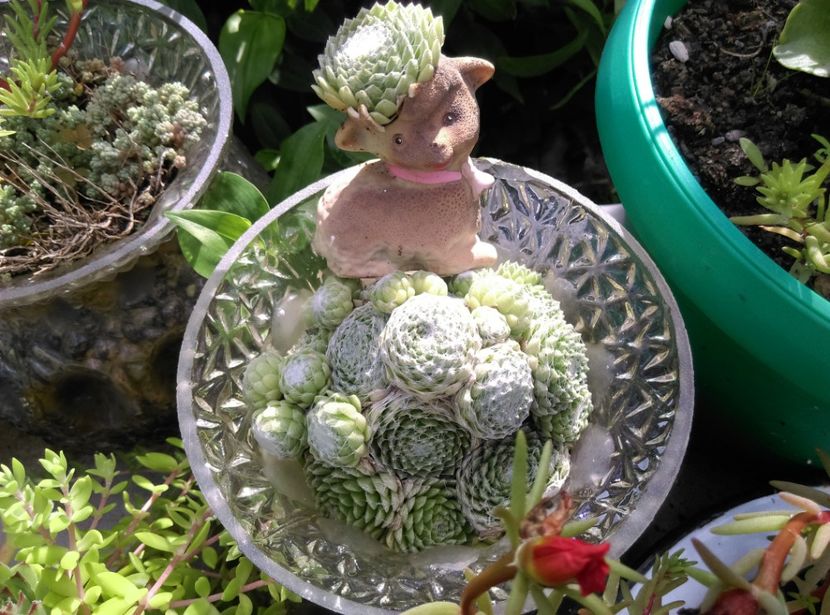  - Cactusi si suculente 2018