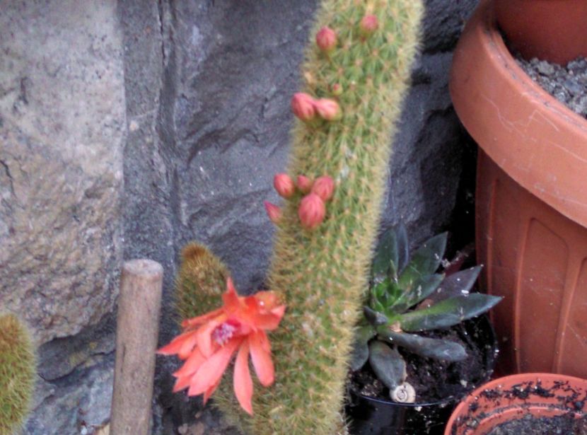  - Cactusi si suculente 2018