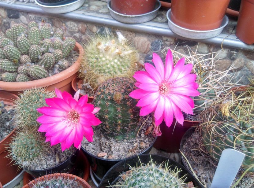  - Cactusi si suculente 2018