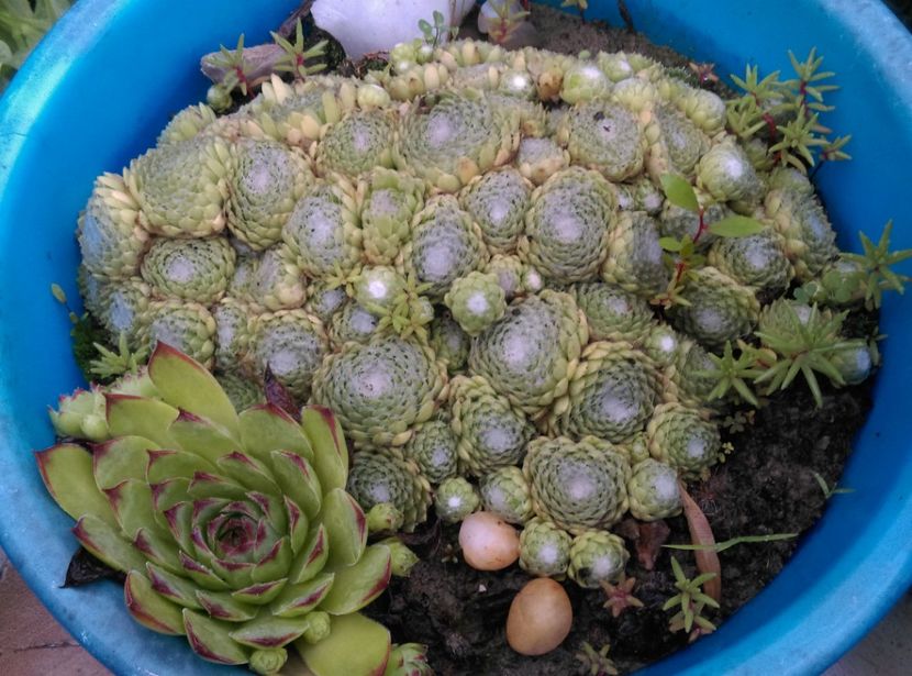  - Cactusi si suculente 2018