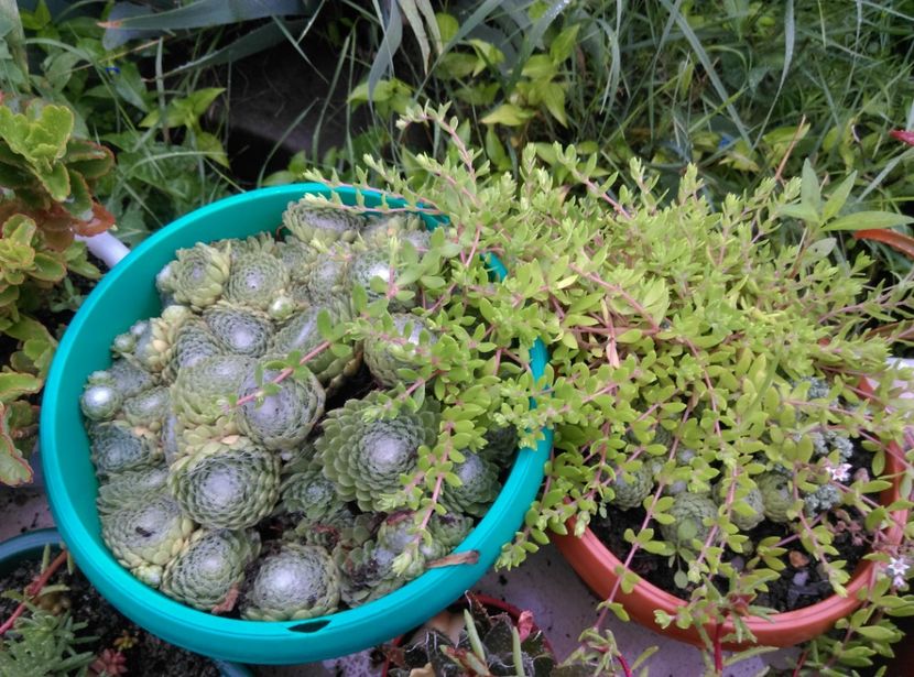  - Cactusi si suculente 2018