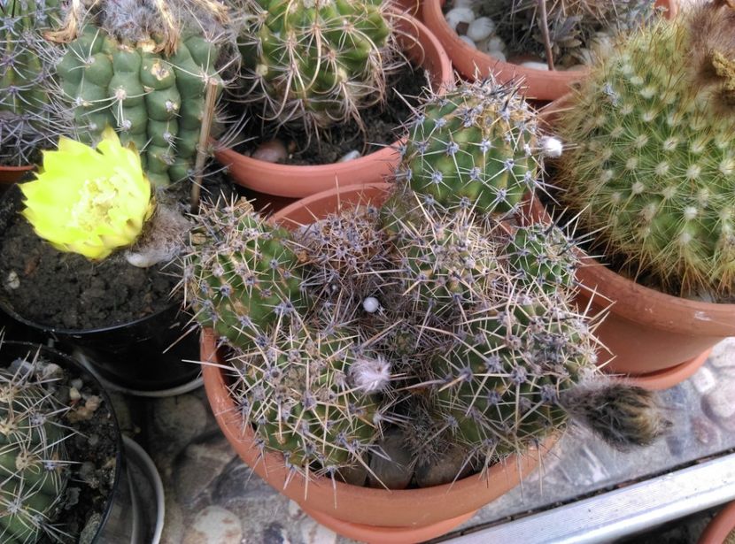  - Cactusi si suculente 2018
