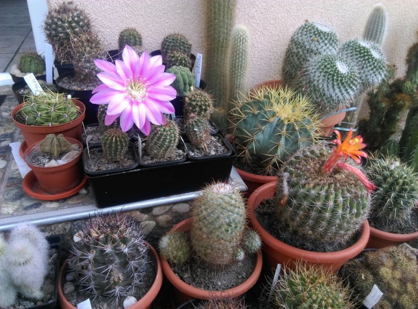  - Cactusi si suculente 2018