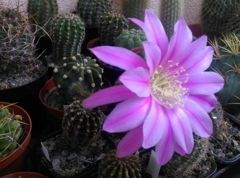  - Cactusi si suculente 2018