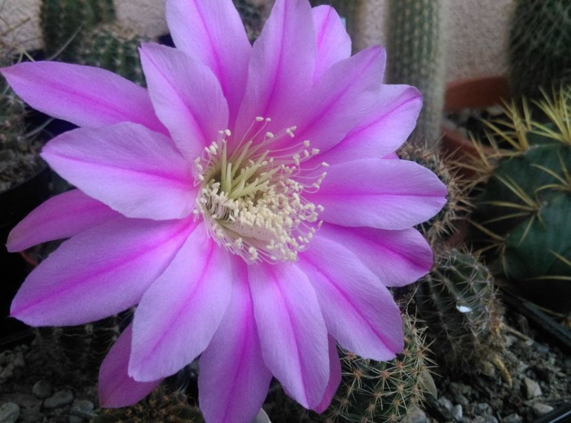  - Cactusi si suculente 2018