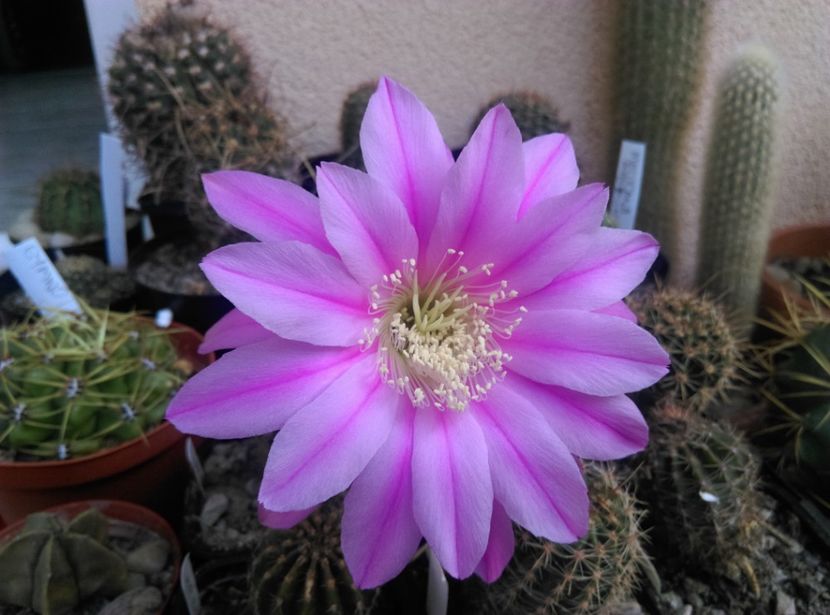  - Cactusi si suculente 2018