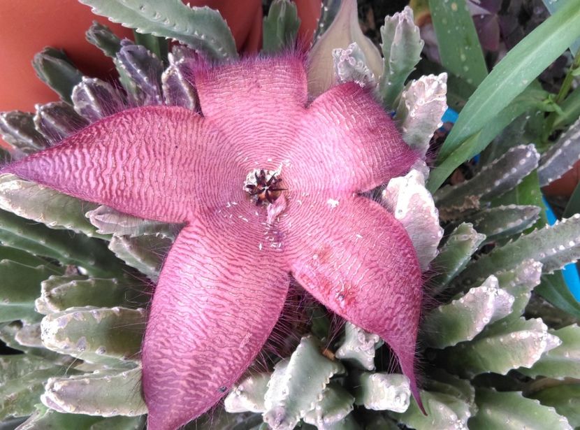  - Cactusi si suculente 2018