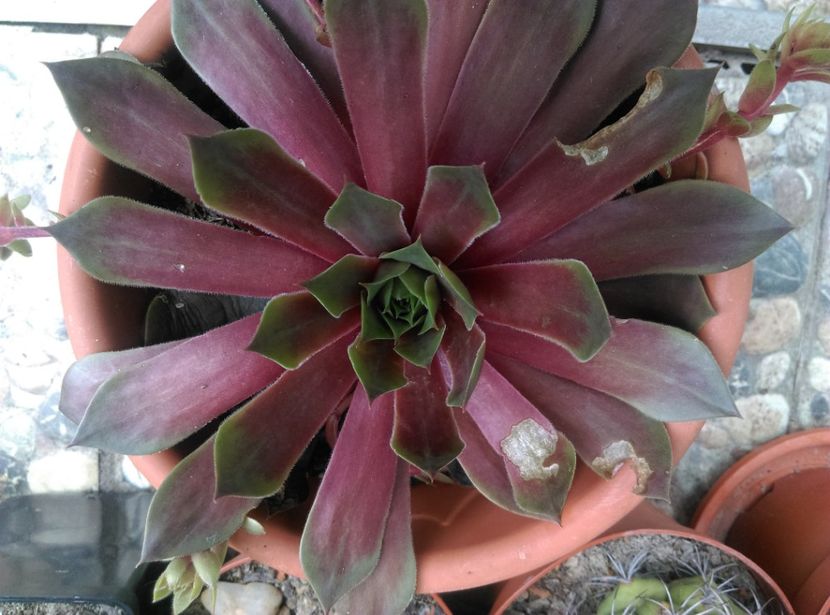  - Cactusi si suculente 2018
