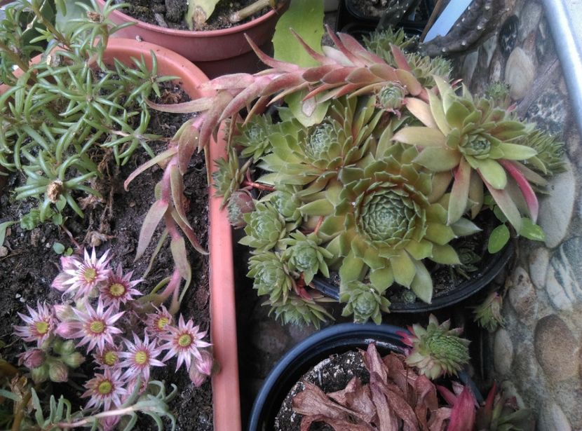  - Cactusi si suculente 2018