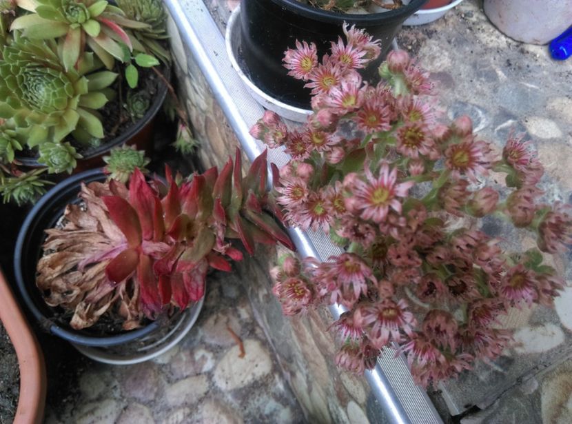  - Cactusi si suculente 2018
