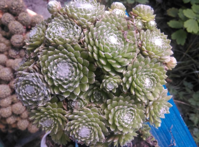  - Cactusi si suculente 2018