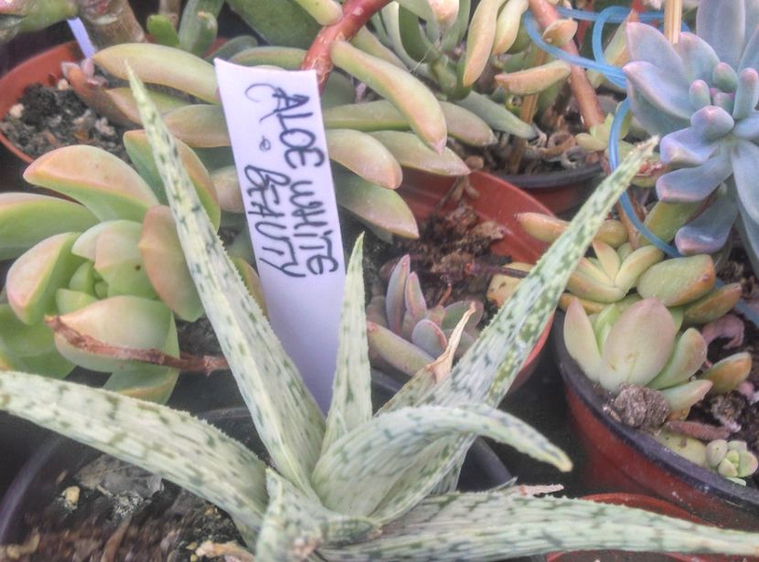  - Cactusi si suculente 2018