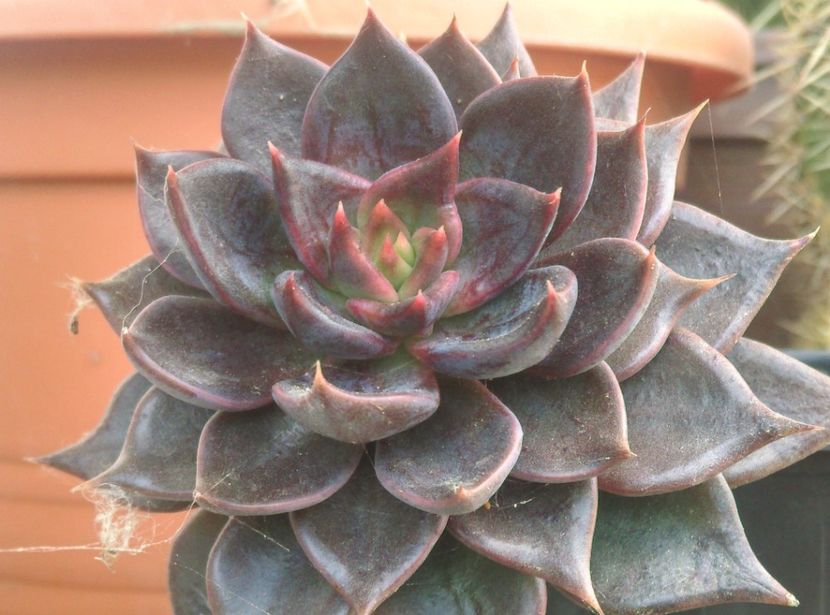  - Cactusi si suculente 2018