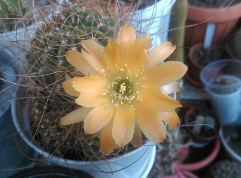  - Cactusi si suculente 2018