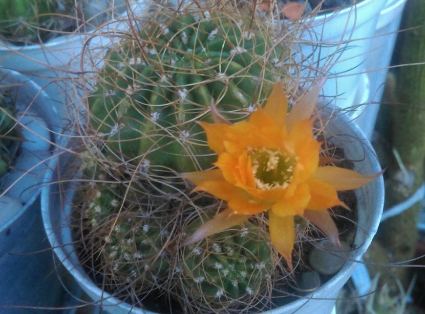 - Cactusi si suculente 2018