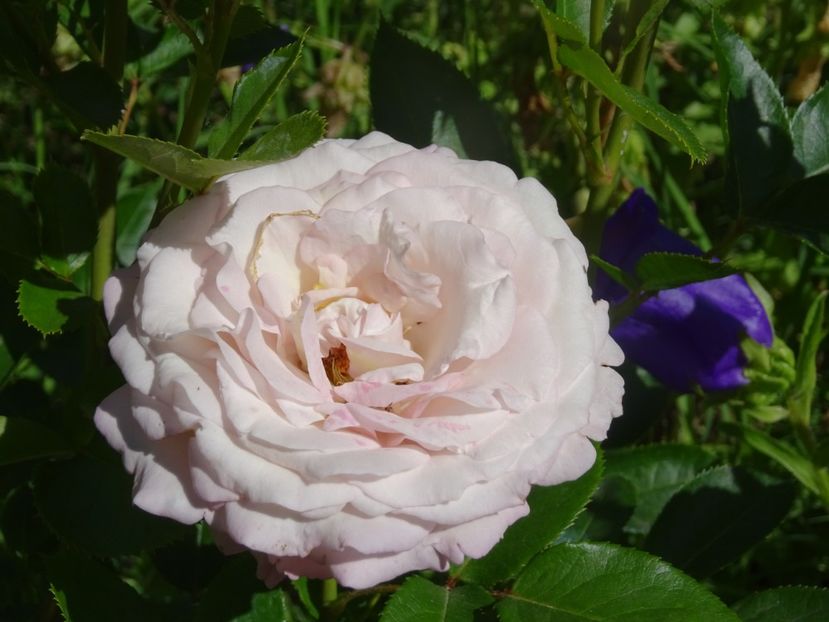 2014-10-06 21.19.14 - Kordes - Rosenfaszination rose