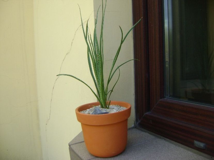 Dasylirion serratifolium, lastar inradacinat - Agave si Yucca 2018