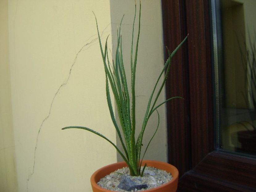 Dasylirion serratifolium, lastar inradacinat - Agave si Yucca 2018