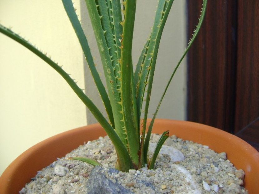 Dasylirion serratifolium, lastar inradacinat - Agave si Yucca 2018
