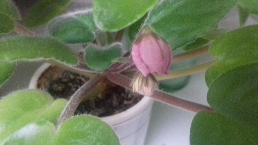 Ek Babie Leto  28.07.18 - EK Babie Leto