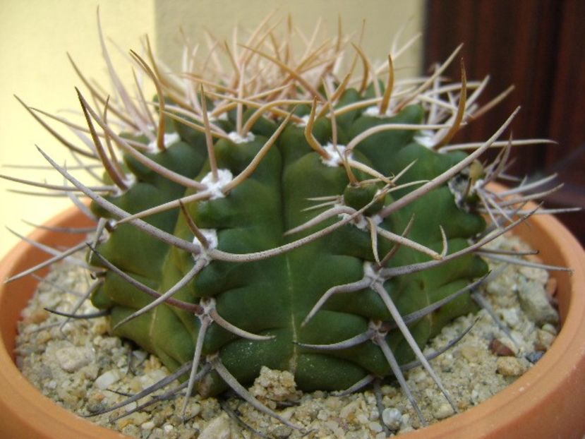 Gymnocalycium intermedium - Cactusi 2018 Gymnocalycium