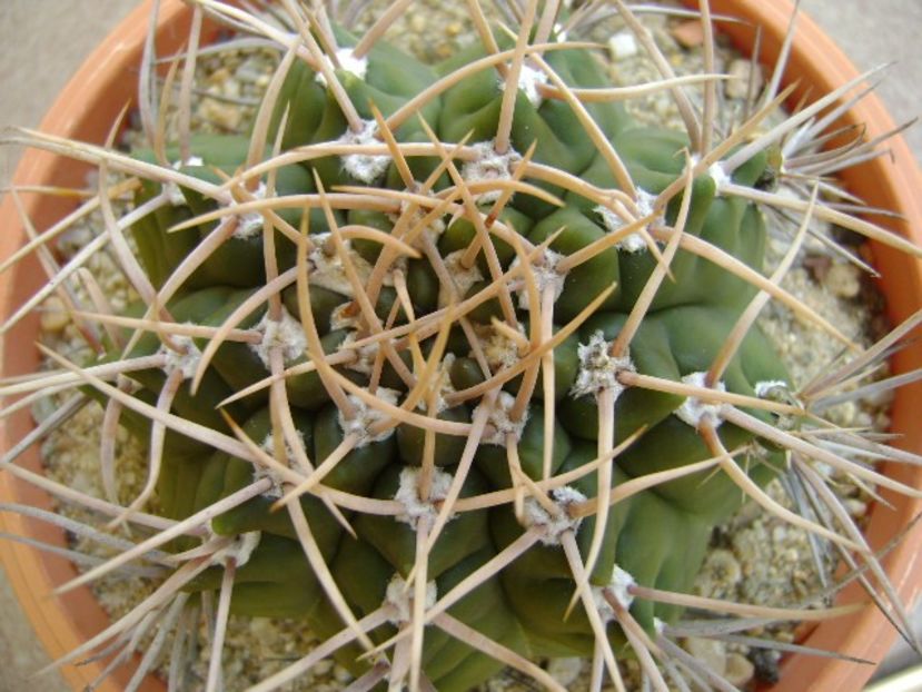 Gymnocalycium intermedium - Cactusi 2018 Gymnocalycium