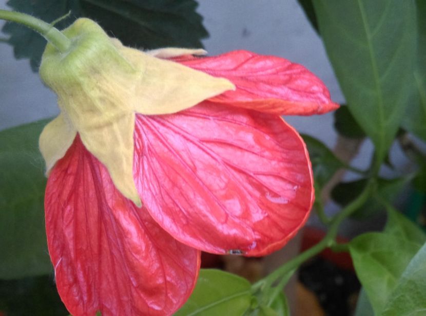  - Abutilon 2016-2017 -2018-2019