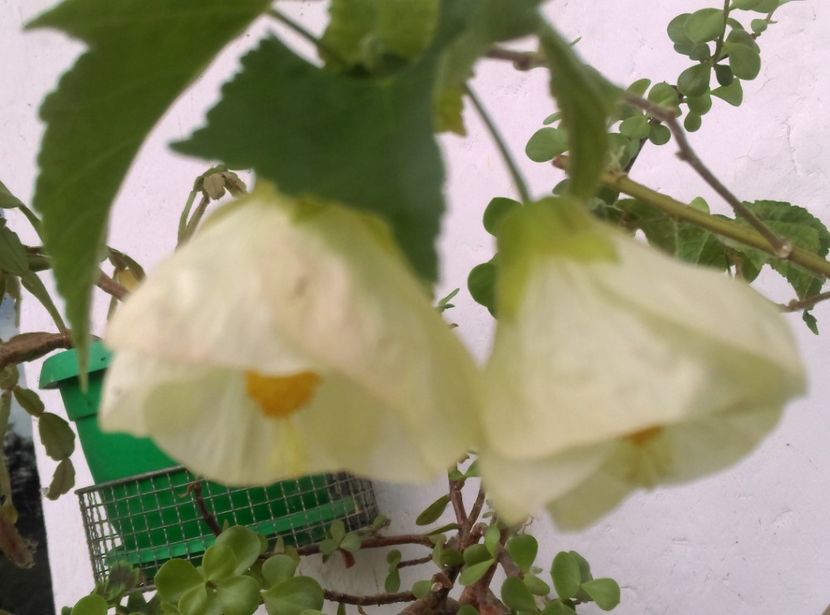  - Abutilon 2016-2017 -2018-2019