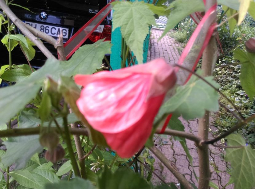  - Abutilon 2016-2017 -2018-2019