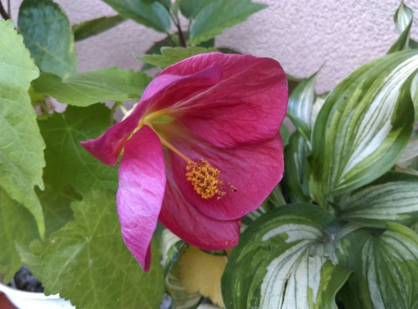  - Abutilon 2016-2017 -2018-2019