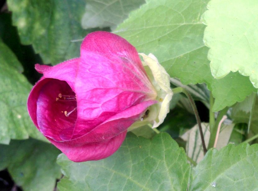  - Abutilon 2016-2017 -2018-2019