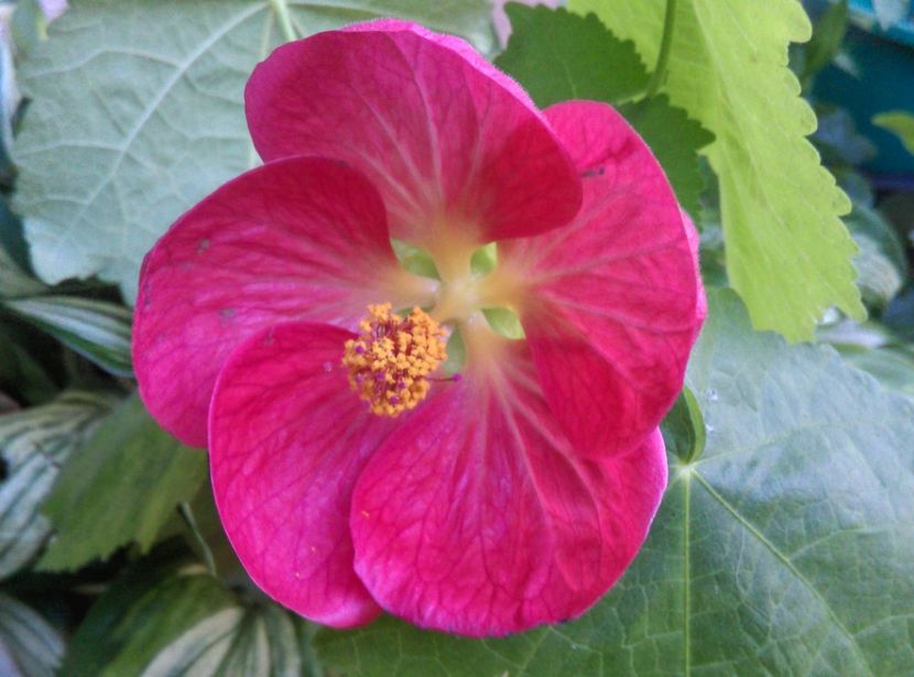  - Abutilon 2016-2017 -2018-2019