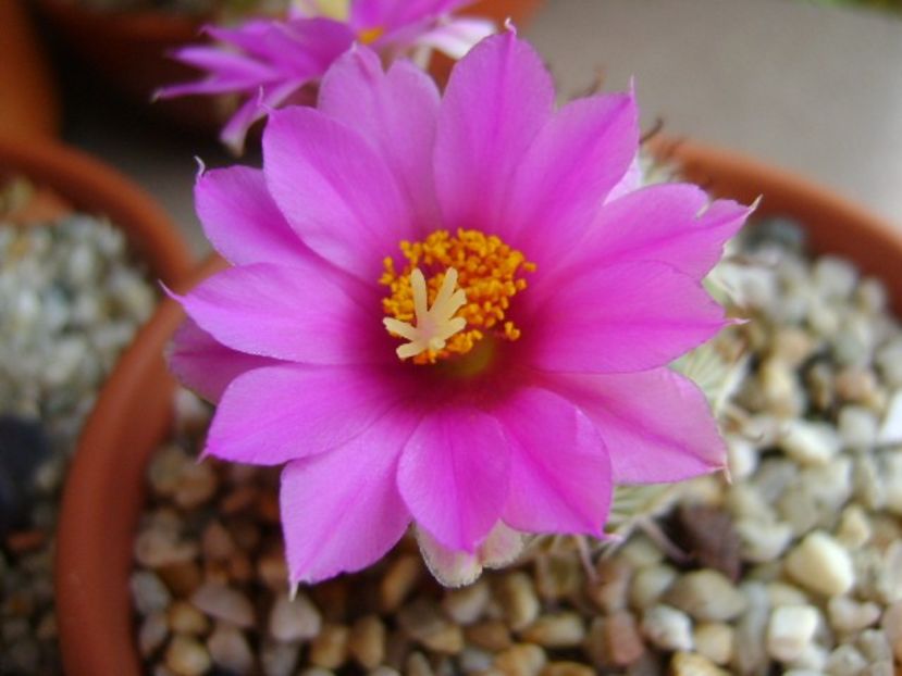 Mammillaria schumannii v. globosa - Cactusi 2018 continuare