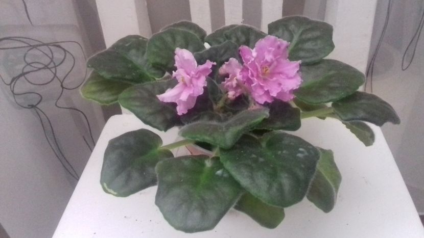 Rs Koketa   28.07.18 - RS Koketka