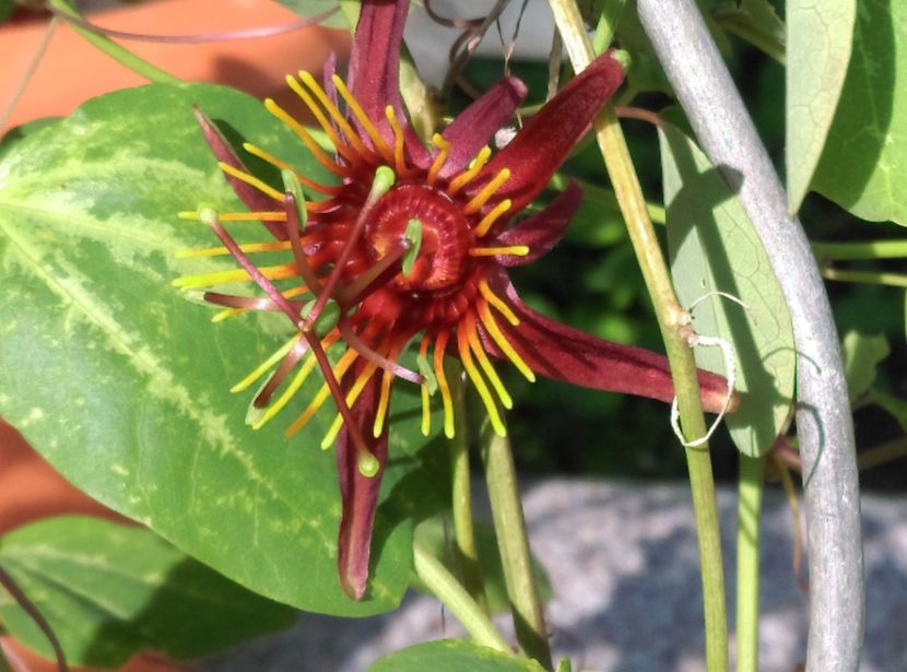  - Passiflora 2018